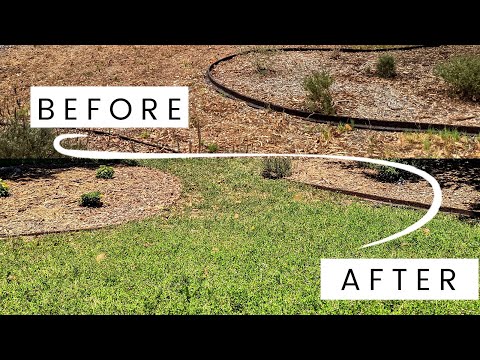 วีดีโอ: การปลูกสนามหญ้า Dymondia: เรียนรู้เกี่ยวกับการใช้ Dymondia Groundcover สำหรับสนามหญ้า