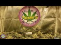 What Can You Achieve in an Indoor Grow Tent?! - Episode 5