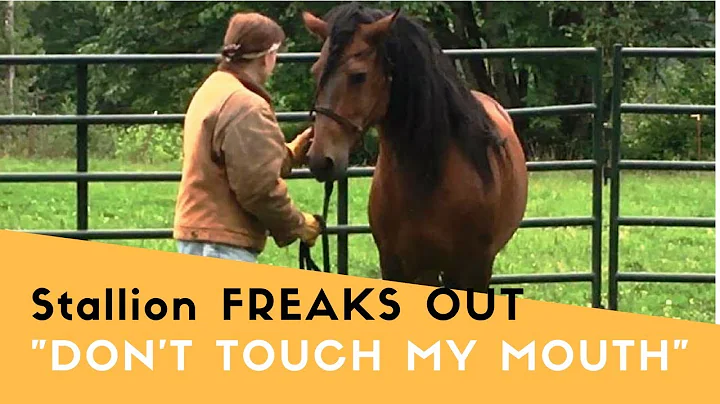 Stallion Horse Freaks Out - Don't Touch my Mouth