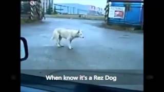 Rez Dog Dancing