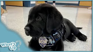 Police Dog Breeds: Unveiling the Versatility and Expertise