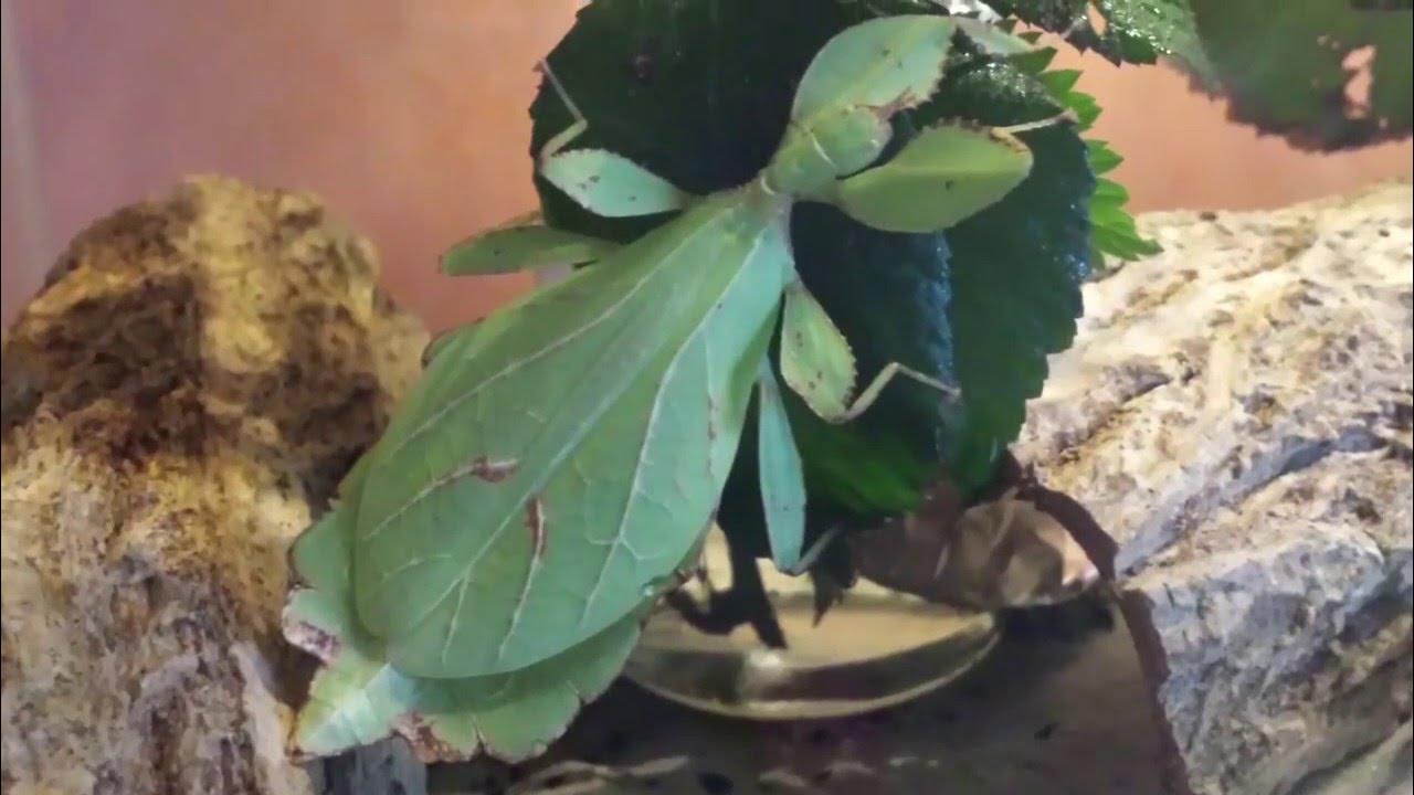 Wandelnde Blätter beim fressen ( Phyllium) Einfache Haltung YouTube