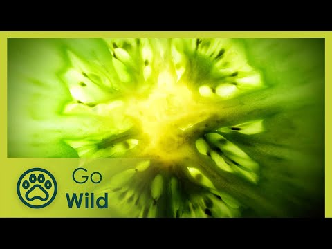 Triumph of the Tomato - Go Wild
