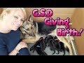 German Shepherd Giving Birth - GSD Puppies Born