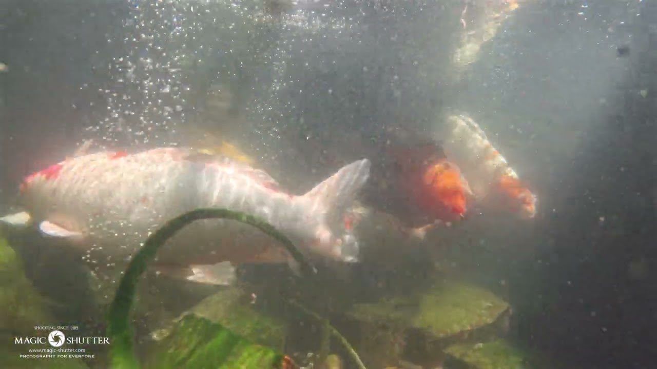 Koi Underwater