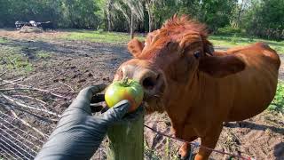 Feeding Momma Cow Over Watered Tomatoes