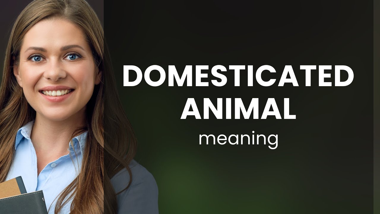 Domesticated Animal What Is DOMESTICATED ANIMAL Meaning YouTube Domesticated Animal What Is DOMESTICATED ANIMAL Meaning YouTube