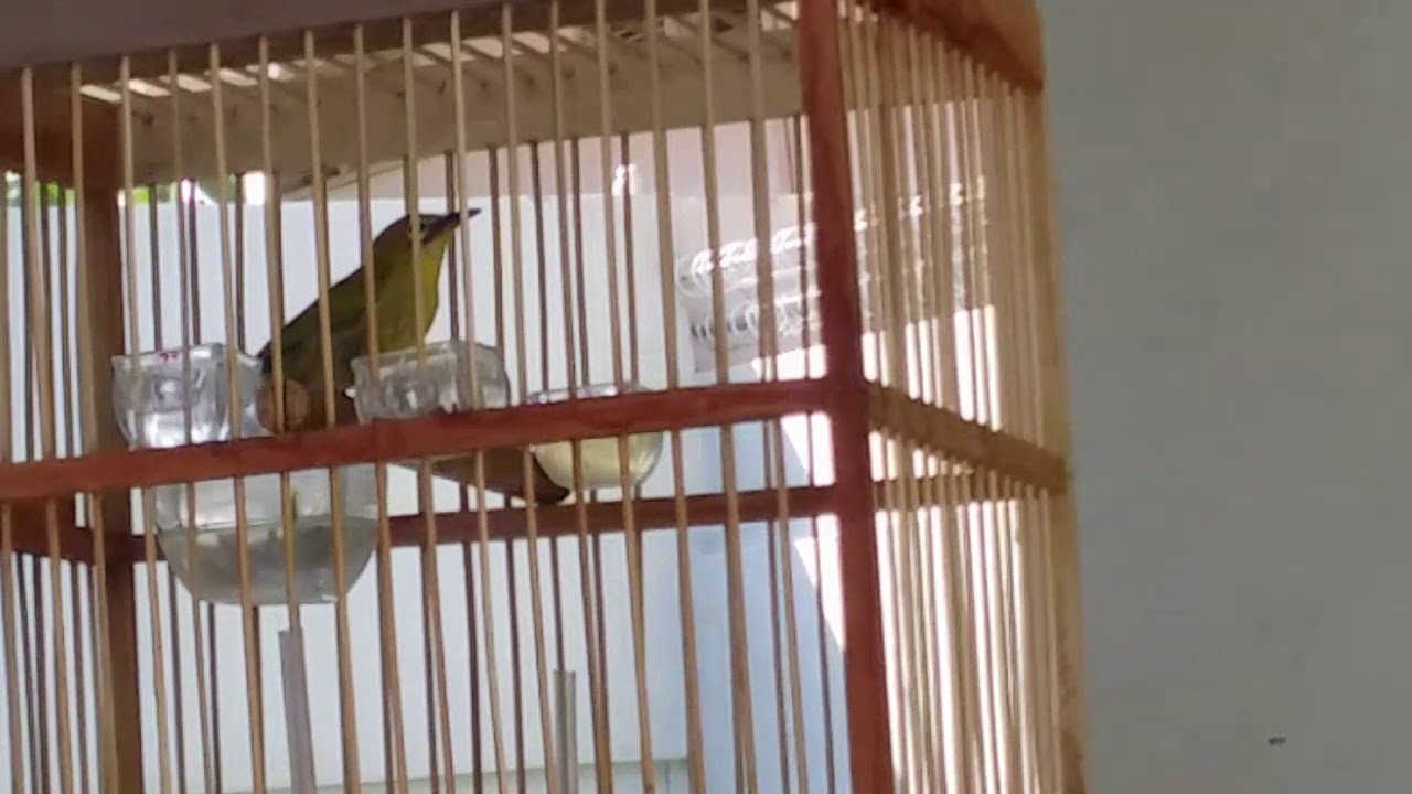 Cara memancing burung pleci biar cepat ngriwik. 
