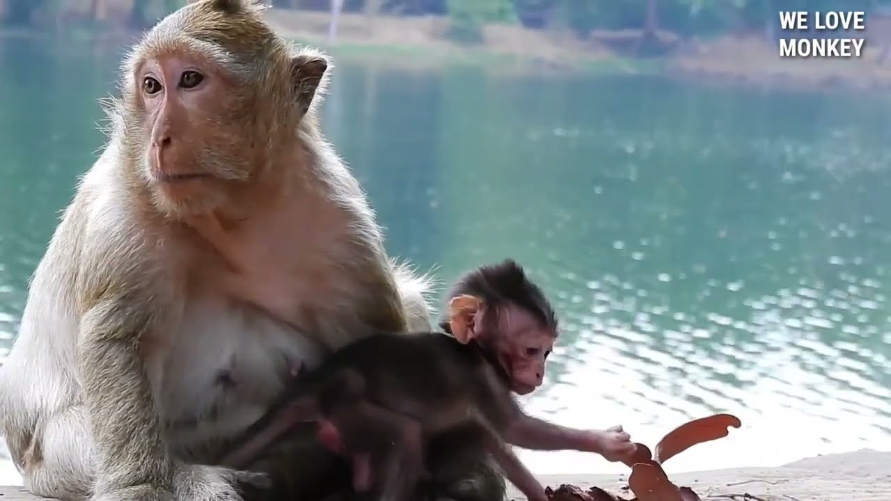 Mom Monkey Amara Come And Asking Newborn Baby Briya
