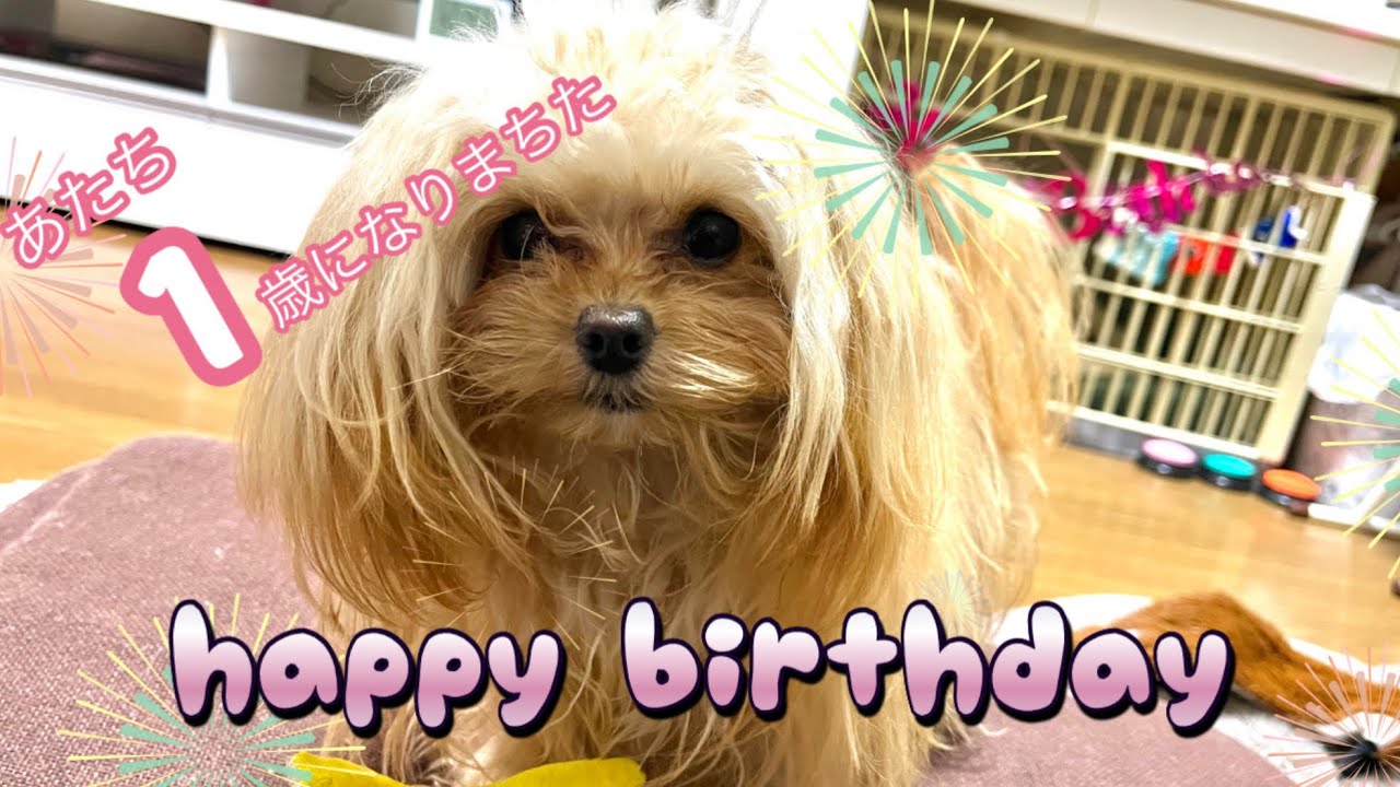【無事に1歳になりました】ケーキは姉犬に取られおもちゃはボロボロだけど幸せ#トイプードル ちわぷーぷー #誕生日 #1歳 