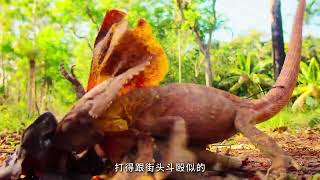 🔥 The Bird That Starts Fires on Purpose | Nature’s Dark Genius