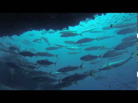 Divers scuba diving Kingfish Sharks @ Sydney's Diamond's Bay Wall best dive site