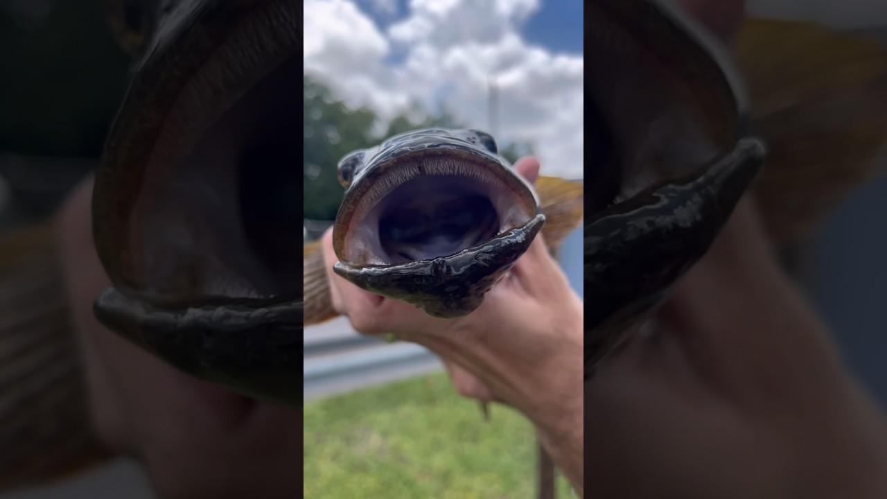 Big Mouth Sleeper Fishing 