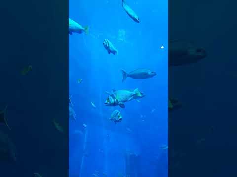 The Lost Chambers: Best Aquarium In Dubai The True Underwater Kingdom