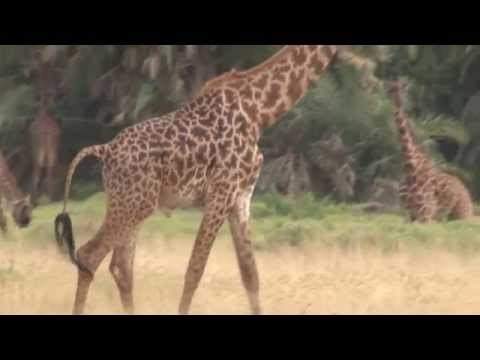 サバンナに群れる動物たちの一日