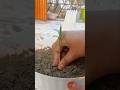 Let's grow mexican petunia 🌱/#shorts #ytshorts #petunia #garden #gardening