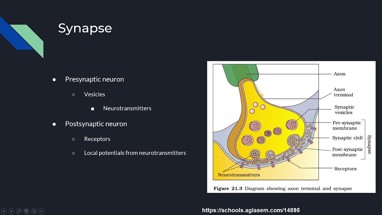 Neuron Communication