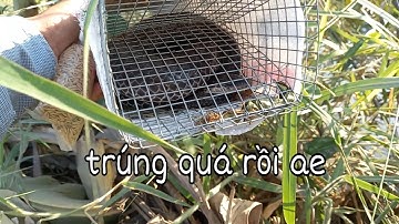 Bẫy rắn mùa gió chướng dính một túi rắn bự tướng bội thu không thể tưởng | Cần gò Công