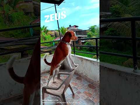 el cuidandero