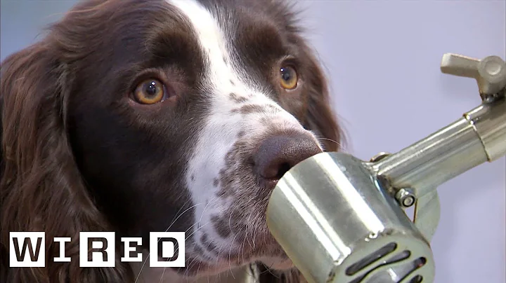 Scientist Explains Why Dogs Can Smell Better Than Robots | WIRED - DayDayNews