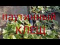 Паутинный КЛЕЩ. как я с ним борюсь