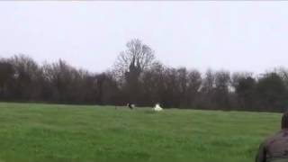 Hare coursing