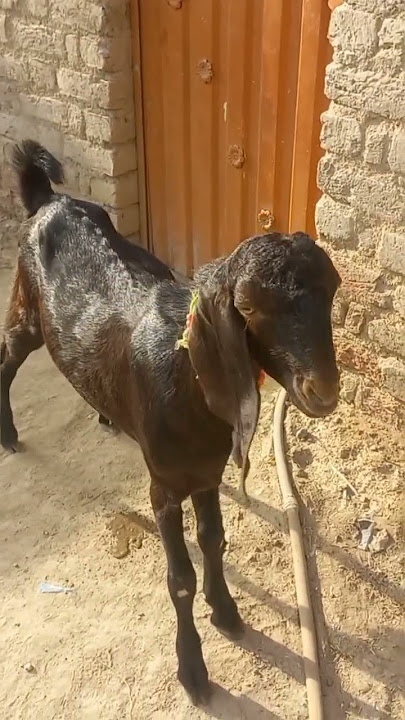 beautiful goat breeder