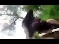 ጀግናዉ የቤንሻንጉልት ሃይሎ ከቡዙ በጥቅቱ ለማሳየት ወደናል ጀግናዉ የቤንሻንጉልት ሃይሎ ከቡዙ በጥቅቱ ለማሳየት ወደናል