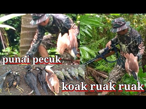 berburu burung punai dan ruak ruak di musim hujan