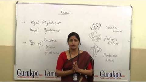 Lichen by Dr  Ruby Singh Parmar,dheeraj verma