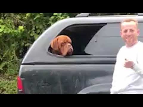 Man slaps dog in car as RSPCA appeal for information