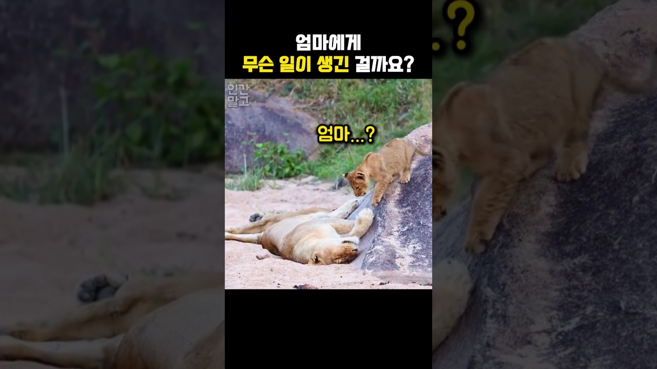 미동도 없는 엄마를 본 새끼 사자의 눈물겨운 행동 #동물 #사자 #새끼사자 #엄마사자 #야생동물 #shorts