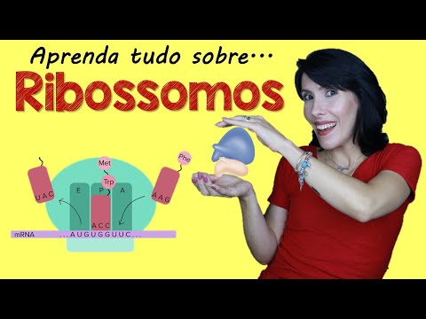 Vídeo: O que é um site e um site P do ribossomo?