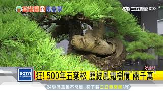 狂！500年五葉松歷經風霜樹價「兩千萬」｜三立新聞台