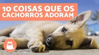 10  coisas que os cachorros adoram