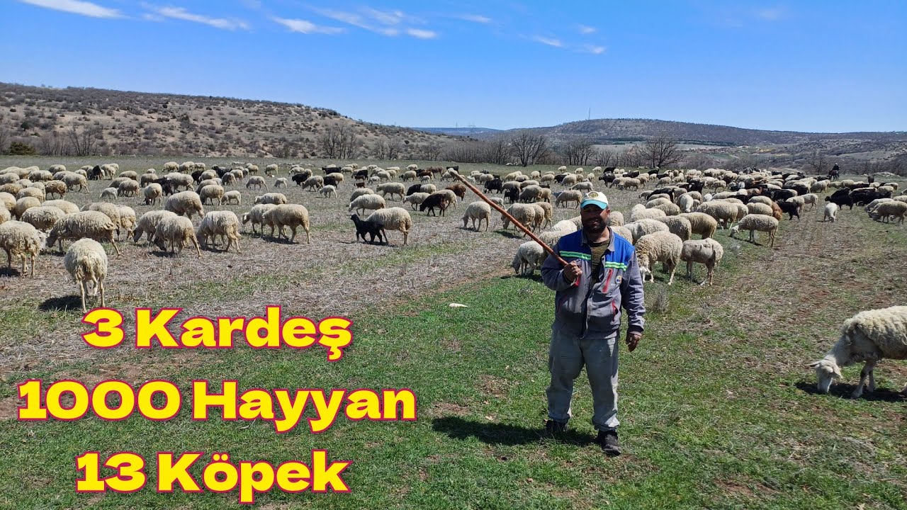 1000 Adet Küçükbaş Hayvan İle 3 Kardeşin Çiftliği - Özdemir Hayvancılık  #hayvancılık #koyun