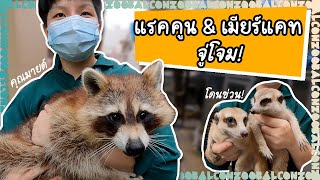 เที่ยวบ้านแรคคูนและเมียร์แคท ข้อมูลและวิธีเลี้ยง | Raccoon and Meerkat house [ BalconZoo ]