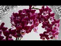 Домашнее цветение орхидей с названиями | Зимнее цветение орхидей