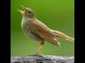 Doğal Bülbül Sesi Dinle #bülbülsesi , #bulbulsesi , #doğalbülbülsesü , #birdsounds