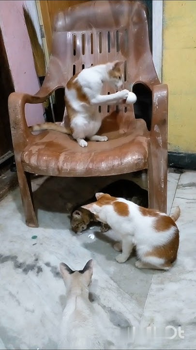#kitten 👀DogFunny Football+👻 - YouTube