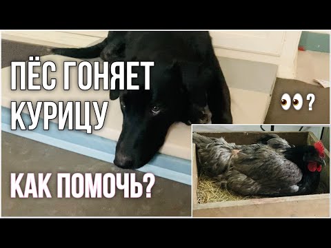 Как отучить собаку гонять куриц?