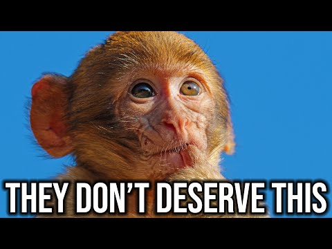 YouTube's 'Monkey Torture Ring' Finally Got Busted...
