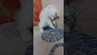 Sweetu ka Dost | Chhodega nahi Isko | @Sweetupersiancat2024 by Sweetu - The Persian Cat 60 views 2 weeks ago 3 minutes, 31 seconds