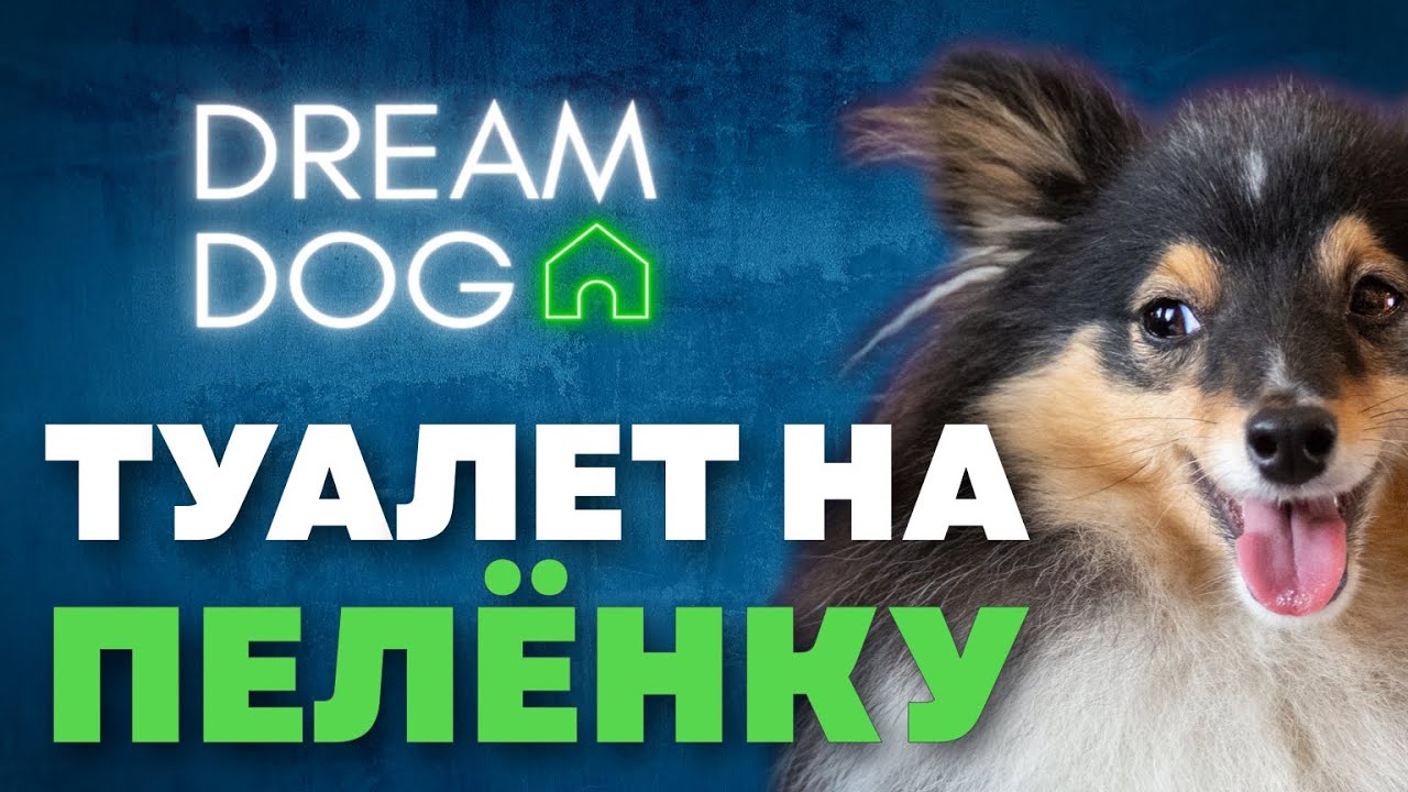 Привязанность к хозяину 🐶 Отучить собаку выть, скулить и лаять при уходе  🐕 Одиночество, сепарация 🐩 - YouTube