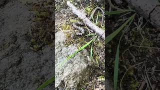 Tried to take my bait 🤣#snake #snakes #fishinglife #wildlife #nature #fishingbuddy #snakevideo