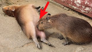 Playing With Funny CapyBara  You Will Ever See