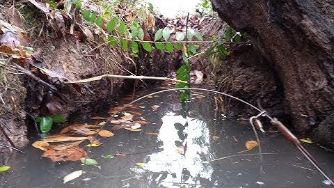 Beaver Snare Sets and Results