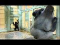 父ちゃんの真似する事から学ぶキンタロウ⭐️ゴリラ gorilla【京都市動物園】Baby Gorilla Kintaro studied by imitating his father?