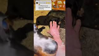 Rottweiler Aggressively Protects Pup And Gently Wakes Up Kids!!  Bear From Tiktok