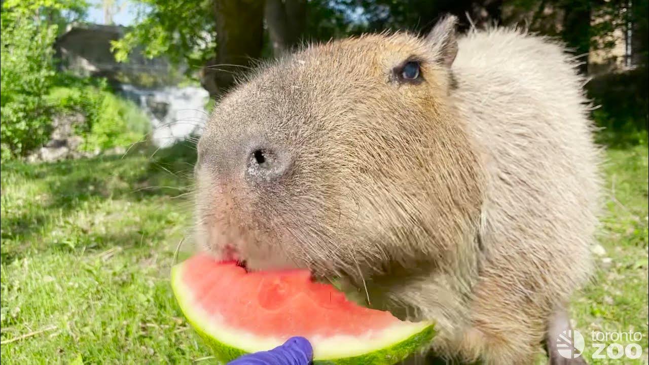 Capybara and watermelon.